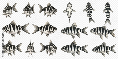 Tiger barb fish with black and white stripes, various views including top, side, and front.