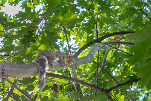 Wallpaper Mural squirrel at the tree Torontodigital.ca