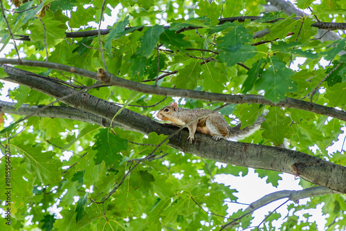 Wallpaper Mural squirrel at the tree Torontodigital.ca