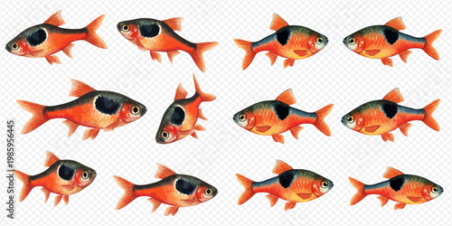 Set of multiple small red fish with black spots, swimming in various directions, isolated on a transparent background.
