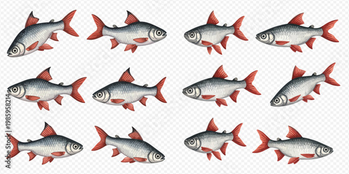 Seamless pattern of freshwater fish with red fins on transparent background.
