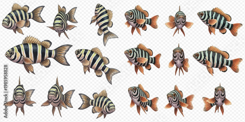 Set of striped fish in various poses and angles, isolated on a transparent background, showcasing different views of the aquatic animal.