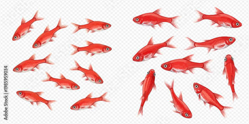 Set of red fish with different angles isolated on transparent background.