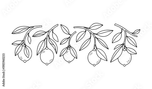 Minimal lemon icons hanging citrus fruit branch line art black and white vector illustration isolated on white