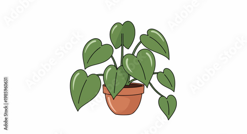 A potted plant with heart-shaped green leaves and a terracotta pot