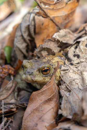 Close up frog camouflaged in dry leaves on forest floor with visible eye