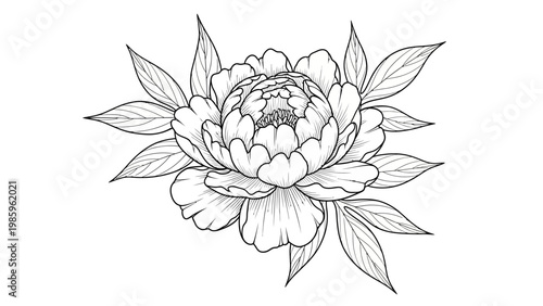 Black and white line art illustration of a blooming peony flower with leaves.