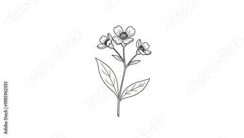 Simple Botanical Line Art of a Flowering Plant on White Background