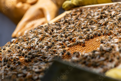 Gros plan sur un cadre de ruche bondé d'abeilles domestiques tenu par un apiculteur en gants de protection