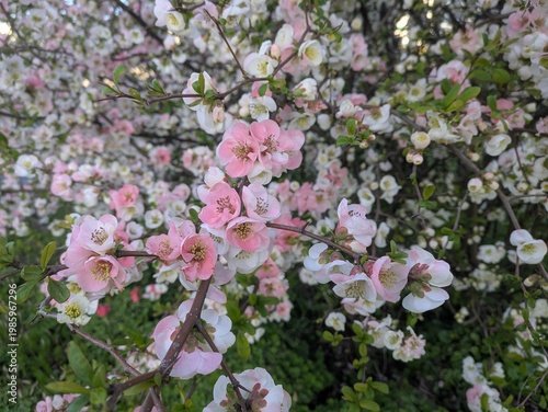 Blooming Pink and White Japanese Quince Flowers / 満開に咲き誇る白とピンクのボケ（木瓜）の花
