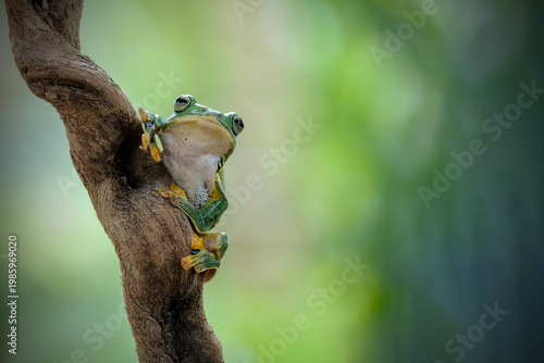 Close-up of a green tree frog perched on a branch, showing detailed texture and vibrant colors with a smooth bokeh background.