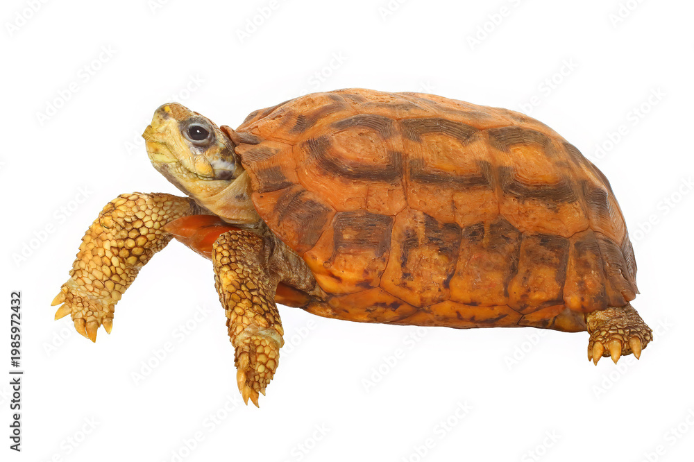 Fototapeta premium Flat-tailed tortoise, Pyxis plannicauda, white background.