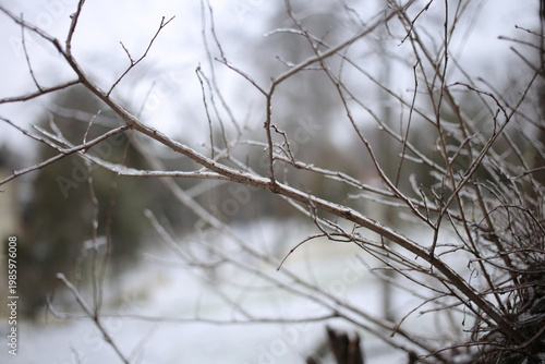 A pattern of branches covered in ice. Winter sketches in ta forest.