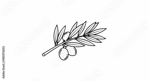 Stylized outline of an olive branch with leaves and fruit on a white background
