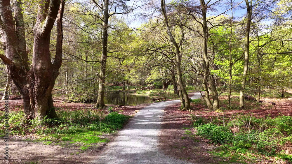 Fototapeta premium Epping Forest Path and Water Aerial View Essex