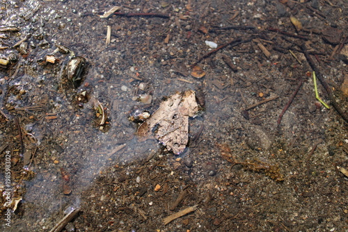 Canvastavla Muddy puddle on forest floor with dry leaves and debris