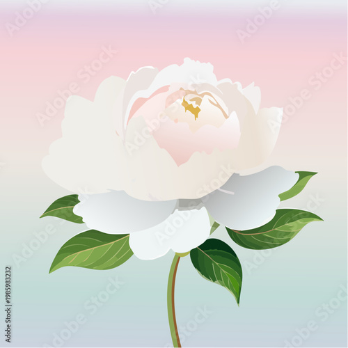 Eine elegante weiße Pfingstrose steht im Mittelpunkt vor einem sanften Pastell-Gradient-Hintergrund