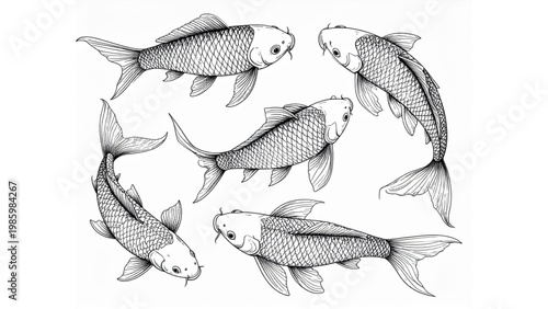 Realistic Koi Fish Line Sketch – Freshwater Fish Vector Illustration