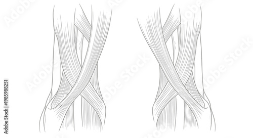Detailed illustration of human muscle anatomy, showcasing tendon and ligament structure.