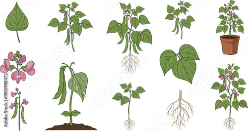 Bean Plant Growth Stages Vector Set with Leaves Flowers Pods Roots and Potted Plant Botanical Life Cycle Collection for Agriculture and Gardening Illustration