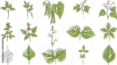 Bean Plant Vector Set with Leaves Pods Flowers Roots and Botanical Growth Stages Collection for Agriculture Farming and Gardening Illustration Design