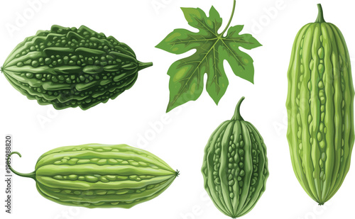 Bitter Melon Vegetable Vector Set with Whole Fruits Leaf and Different Shapes Detailed Botanical Illustration Collection for Organic Food and Agriculture Design
