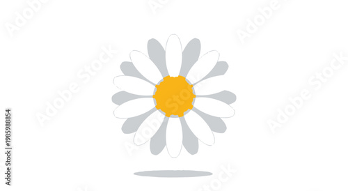 daisy flower isolated on white