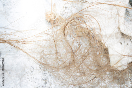 Dirty hair pulled out of a sink plug hole tangled and knotted