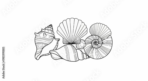Collection of various seashells and bivalve shells, drawn in black and white
