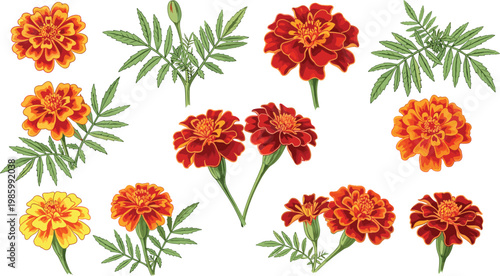 Marigold Flower Vector Set with Orange and Red Blossom Variations Detailed Petals Leaves and Botanical Floral Collection for Garden and Decorative Design