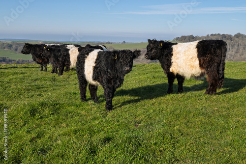 Belted Galloway in field on Beacon Hill, near Highclere, Hampshire, England, United Kingdom, Europe