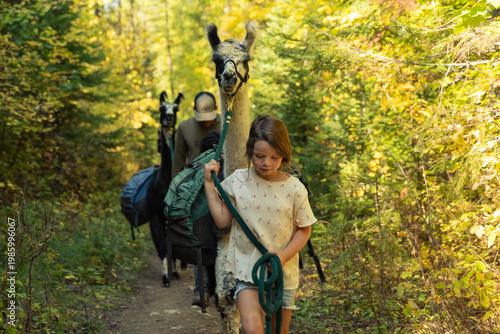 Photography Child leading llama on forest trail during pack hike adventure