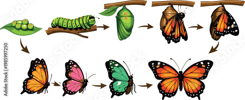 Colorful butterfly life cycle vector set with caterpillar chrysalis and metamorphosis stages vibrant insect transformation illustration