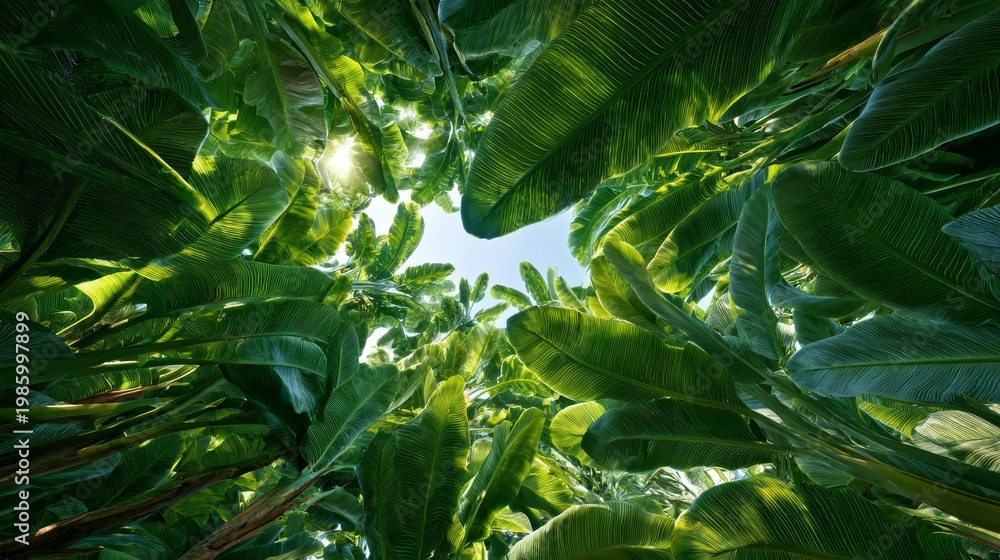 Fototapeta premium View from below, lush green leaves reach toward the sun in a tropical forest canopy, creating a bright, circular opening