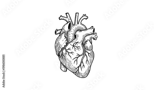 Hand drawn human heart line art vector illustration anatomical sketch