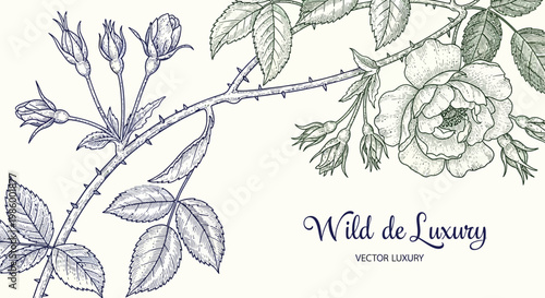 Vintage rose branch illustration detailed botanical drawing with buds and leaves elegant floral design for 
