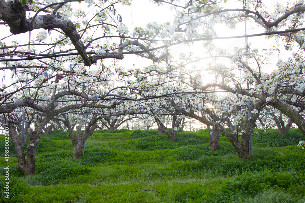 Fototapeta premium Pear tree flowers, spring flowers 