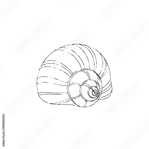 Hand-drawn snail shell illustration, black and white line art, minimalist natural spiral shape, marine life outline drawing