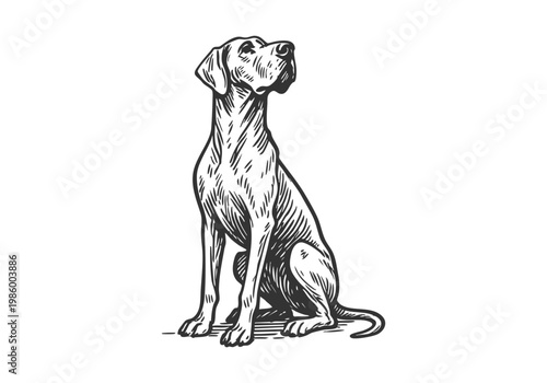 Great Dane dog sketch hand drawn simple vector illustration
