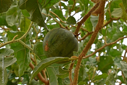 Wolf apple fruit (Solanum lycocarpum) on tree, Brasilia, Brazil