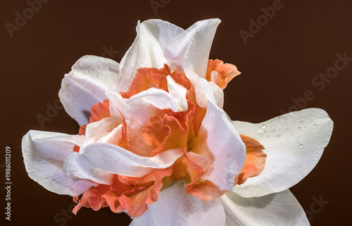 White And Orange Narcissus Flower On Brown Background