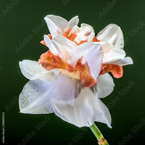 Double White And Orange Narcissus Flower On Dark Green Background