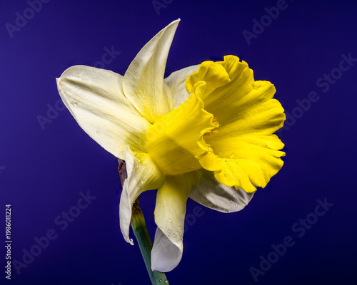 Vibrant Yellow Narcissus Flower With Water Drops On Blue Background