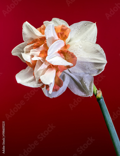 White And Orange Narcissus Flower On Red Background