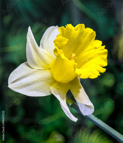 Yellow Daffodil Flower With Water Drops On Green Natural Background