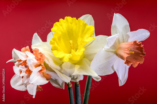 Vibrant Bouquet Of Different Narcissus Flowers On Red Background