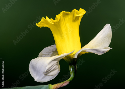 Yellow Daffodil Flower With Water Drops On Dark Green Background