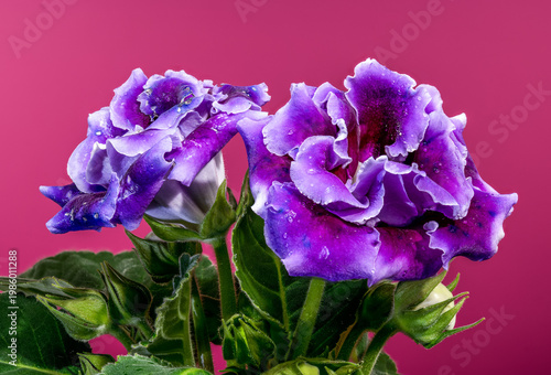 Beautiful blooming purple velvet Gloxinia flowers on pink background