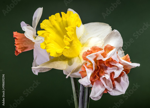 Bouquet Of Different Narcissus Flowers On Dark Green Background