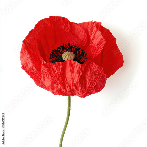 Red poppy flower with delicate petals and sustainable florals design showcasing natural beauty and vibrant color on white background
